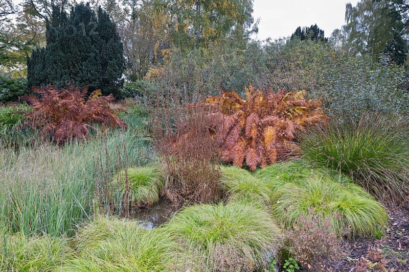 Royal fern