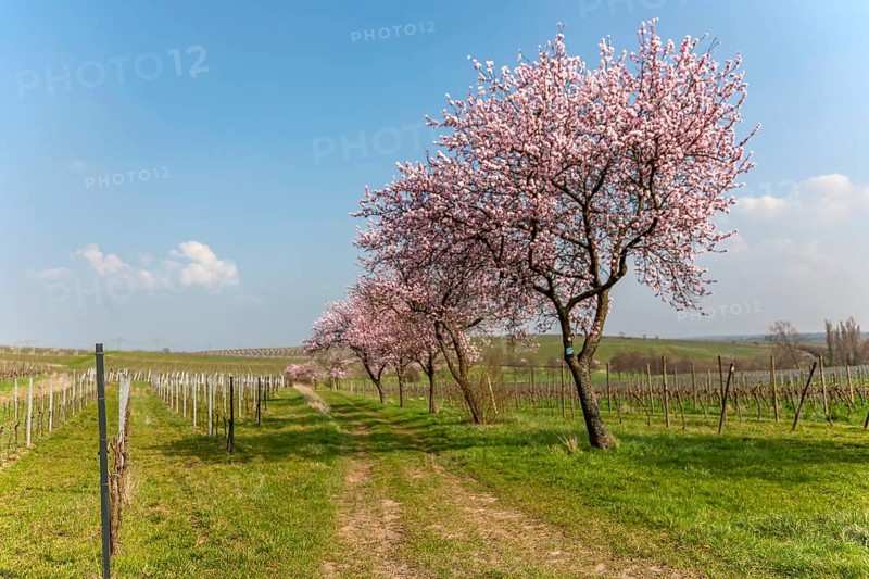Almond blossom