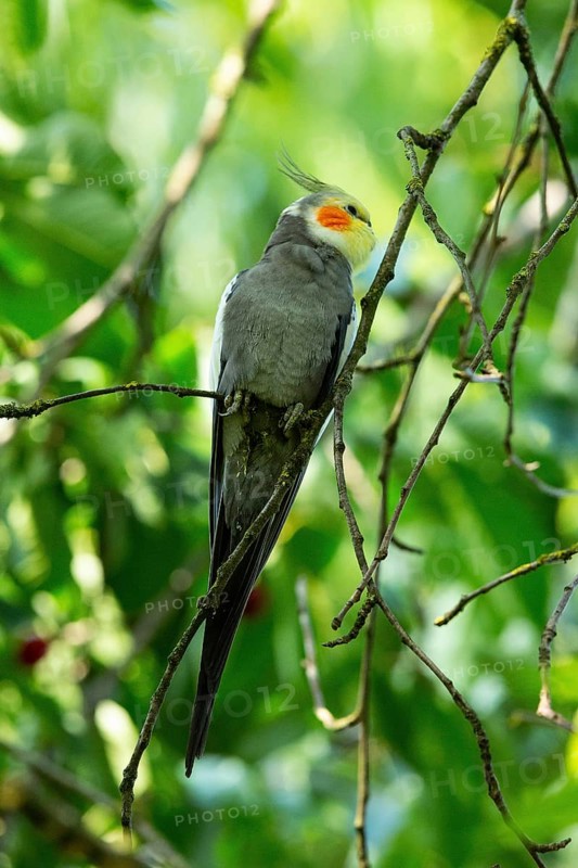 Cockatiel sitting in tree on branch seen from front right