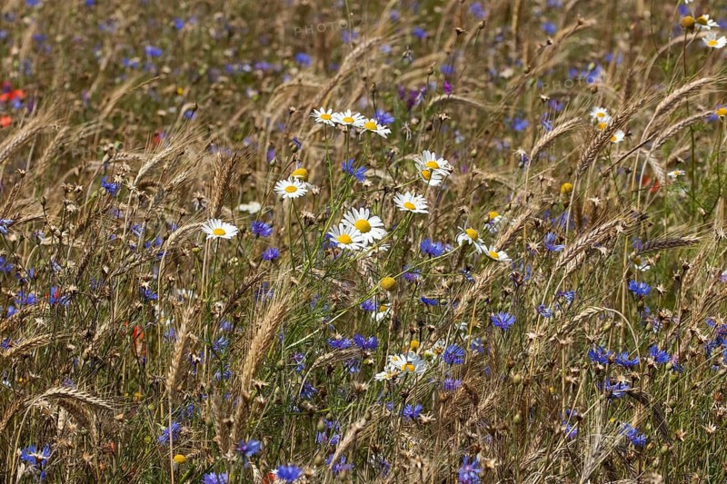 Field of blue and white-yellow wild herbs between cereal stalks
