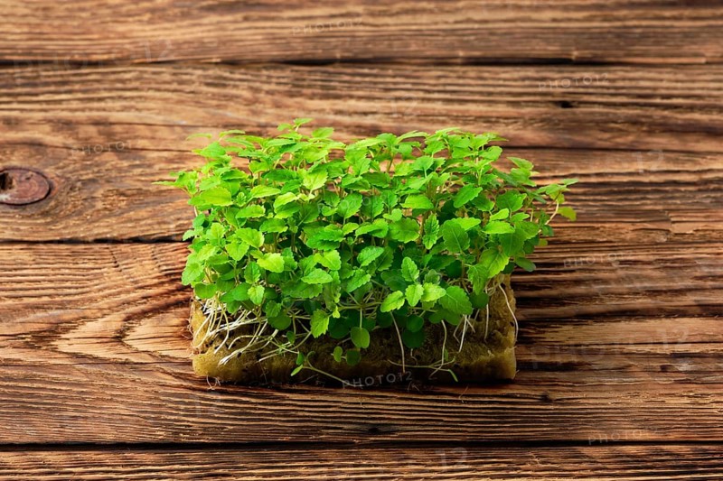 Fresh microgreens. Sprouts of