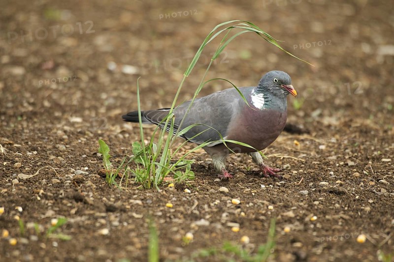 Common wood pigeon