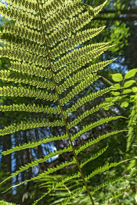 Leaf of a male-fern