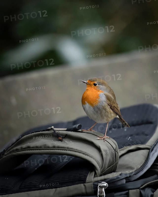 European robin