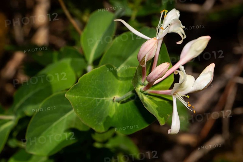 Garden honeysuckle inflorescence with closed white flowers and green leaves