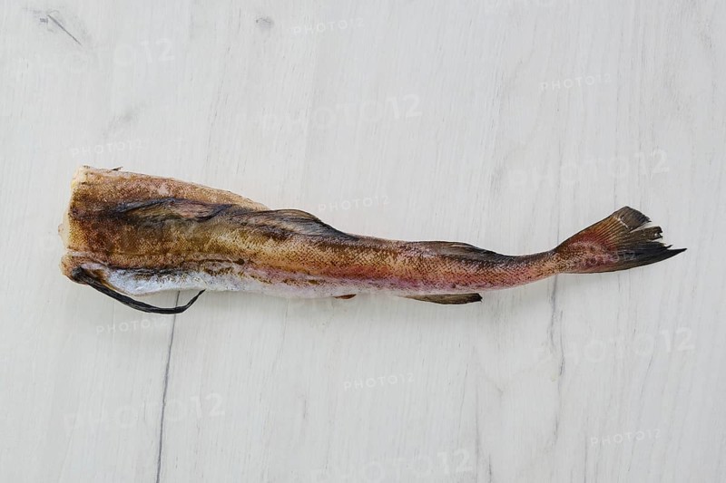 Frozen raw pollock carcass on wooden background