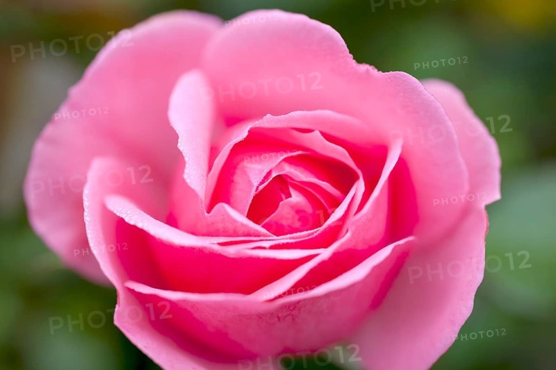 Rose blossom