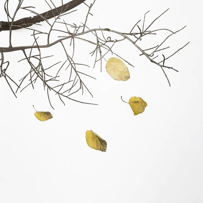 Fallen tree branch with dry leaves