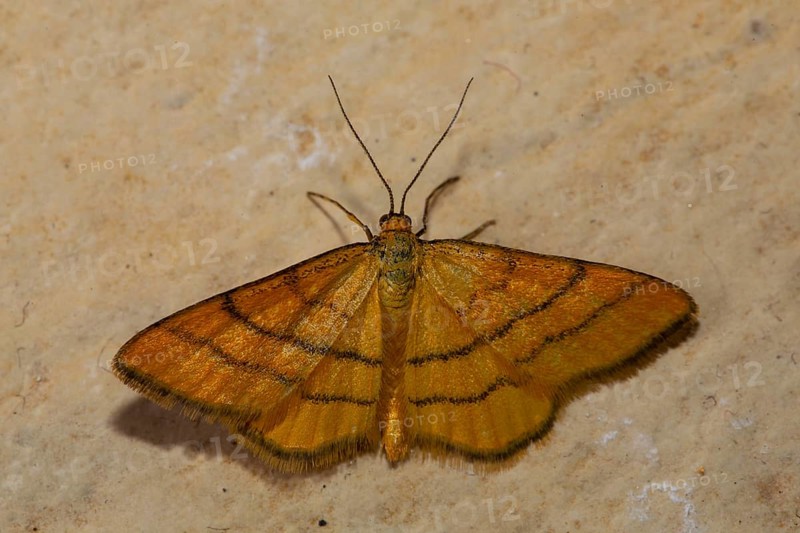 Golden yellow meadow dwarf moth Butterfly with open wings sitting on stone slab from behind