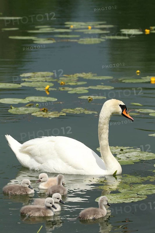 Mute swan