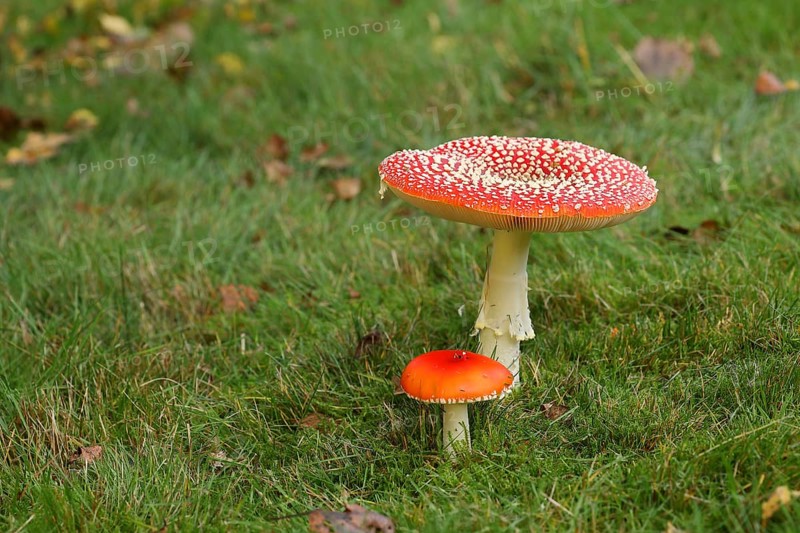 Fly agaric