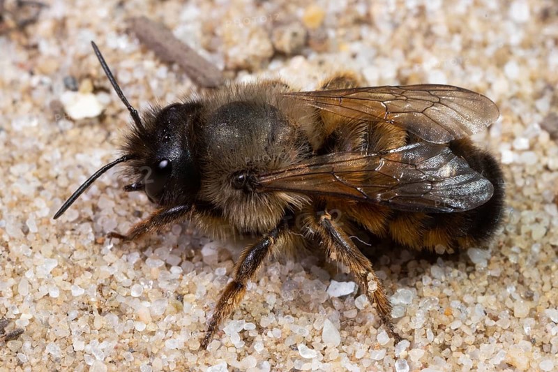 Red mason bee sitting on sand left looking