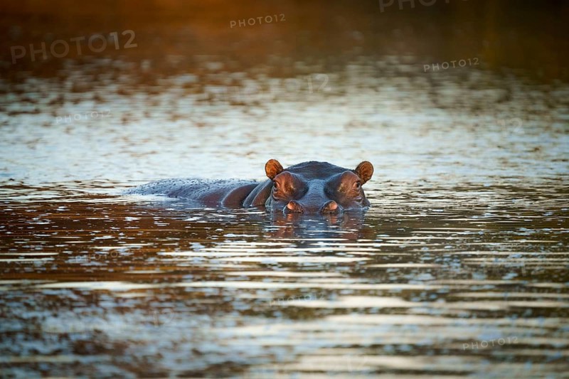 Hippo
