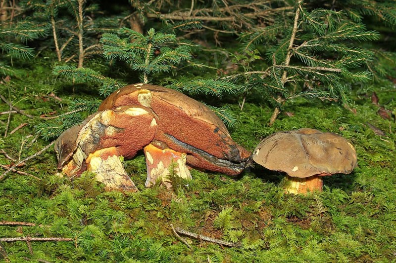 Lurid bolete