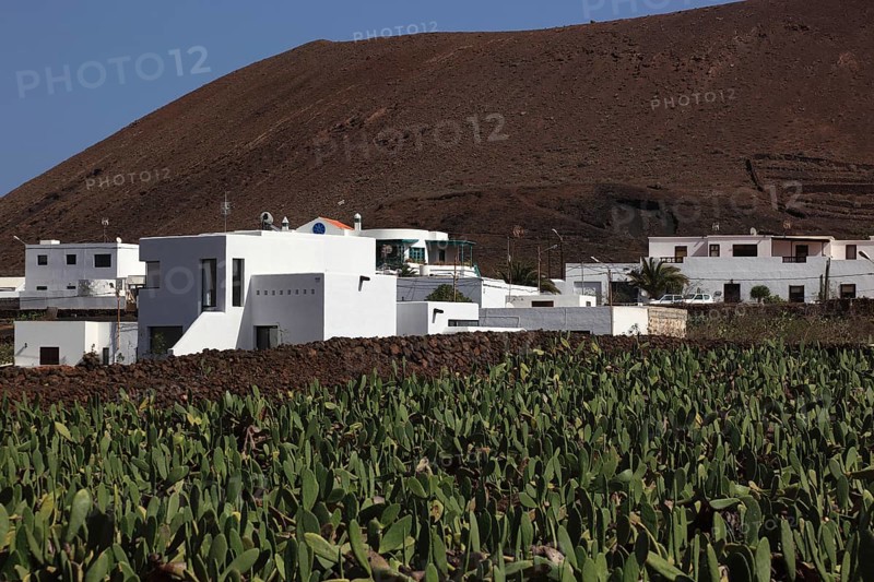 (Opuntia) plantations for the breeding of the cochineal scale insect, near Guatiza, Lanzarote, Canary Islands, Spain, Europe