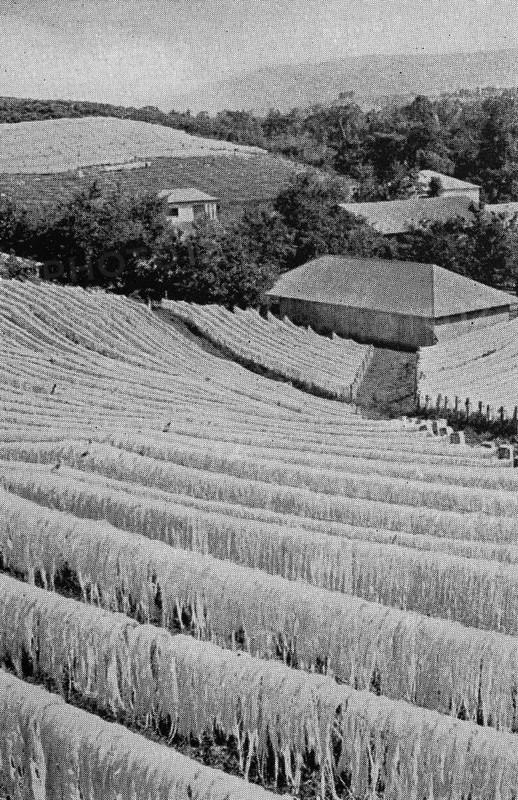 Sisal for drying on a German farm in Deutsch-Ost