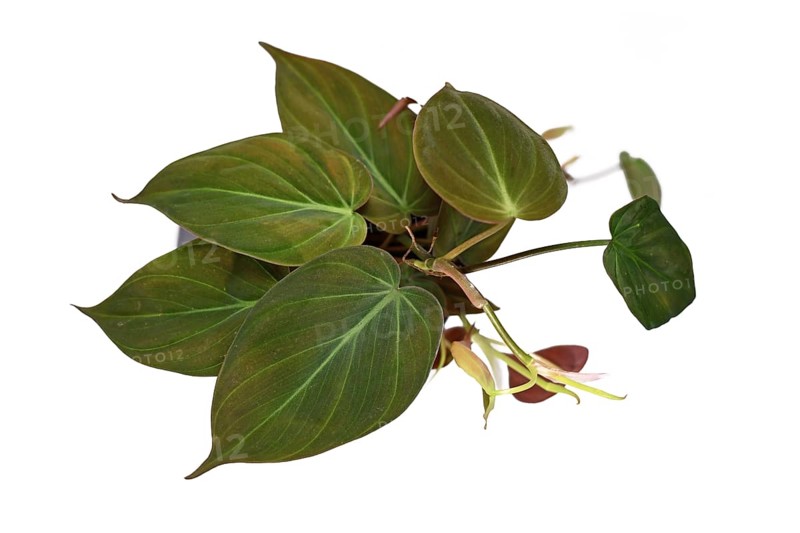 Tropical Philodendron Hederaceum Micans house plant with heart shaped leaves with velvet texture on white background