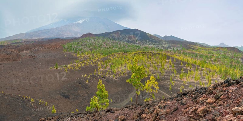 Canary island pines