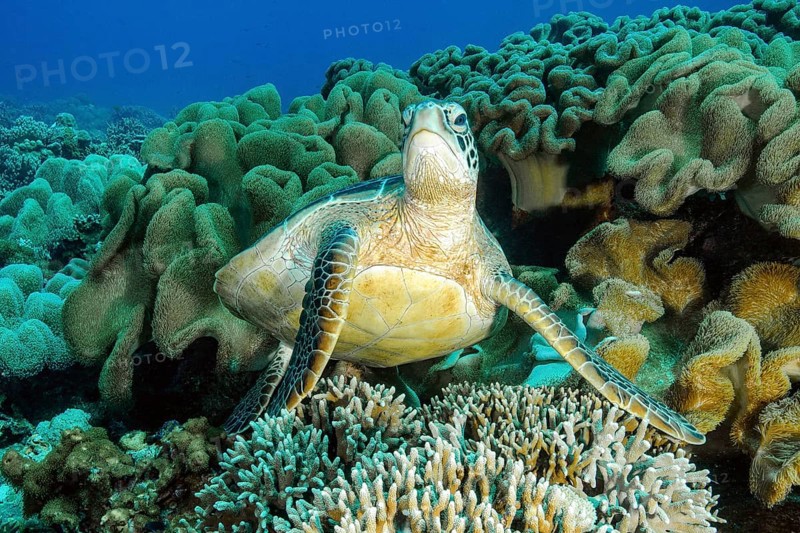 Green turtle