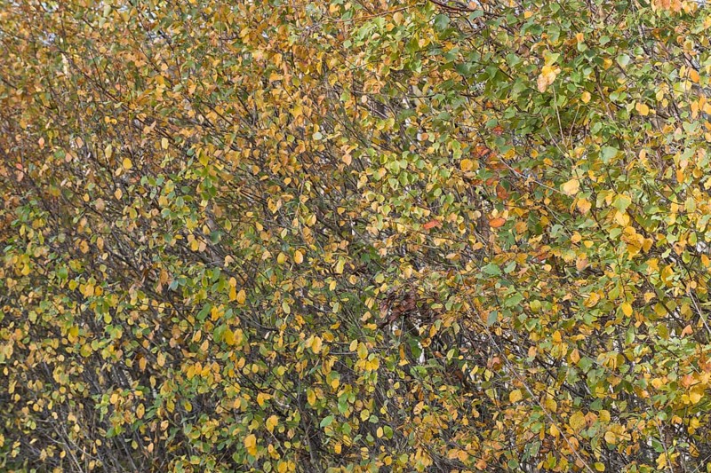 Warty birch