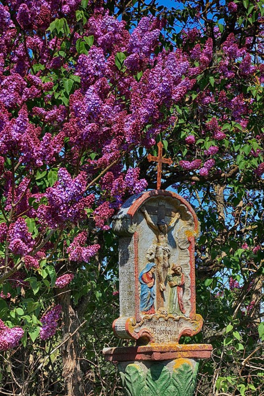 Wayside shrine in front of flowering lilacs near Hilders in the Rhoen