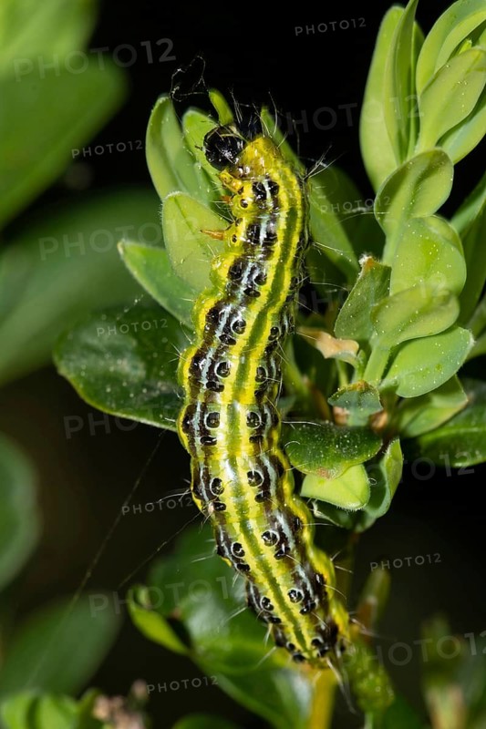 Boxwood tongues caterpillar hanging on green leaf looking up
