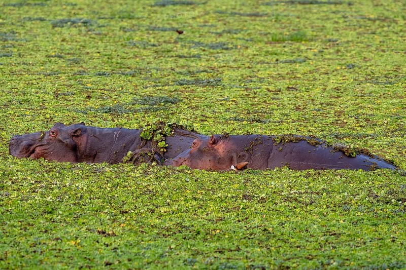 Hippos