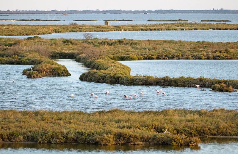 Flamingos