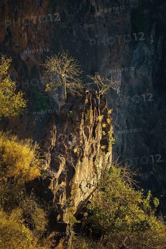 View down to 2 trees growing on a large boulder in the deep Zambezi river gorge of Victoria falls. Zambia