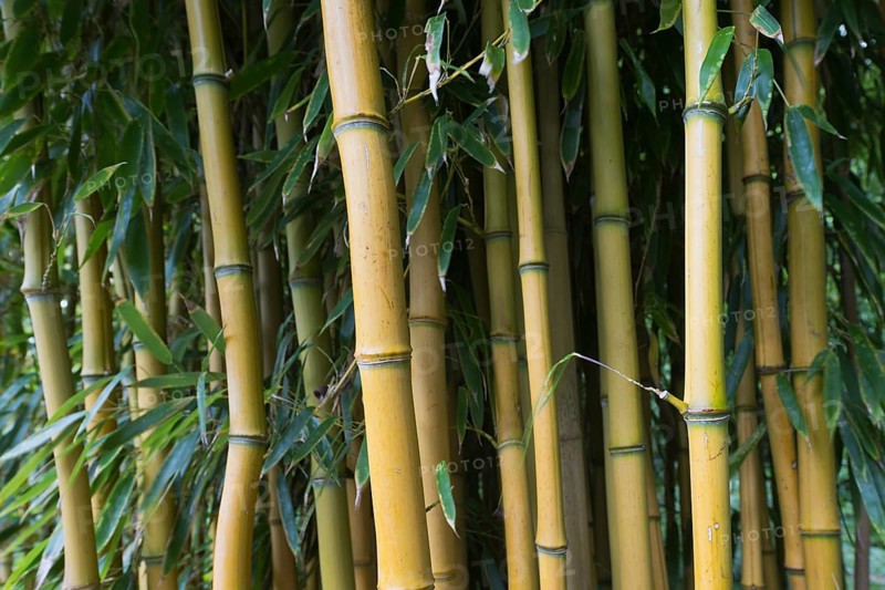Yellow groove bamboo