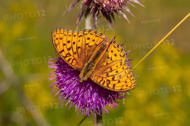 Fiery pearl butterfly Butterfly with open wings sitting on red flower looking down on left side