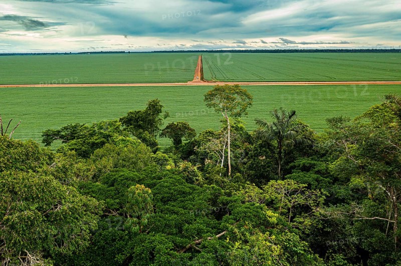 Giant soy fields