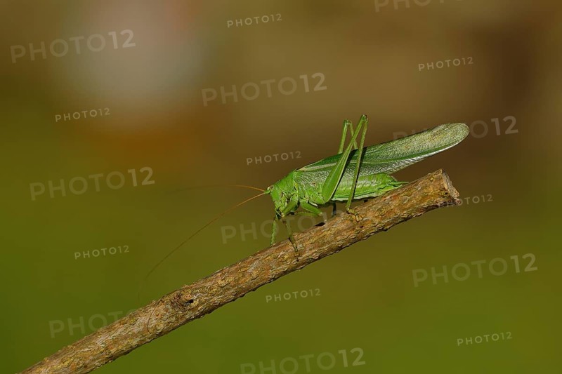 Great green bush cricket