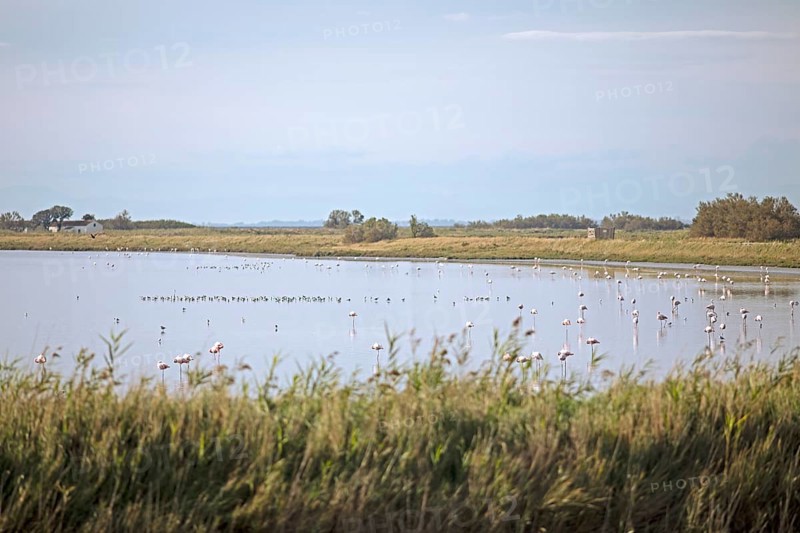 Flamingos