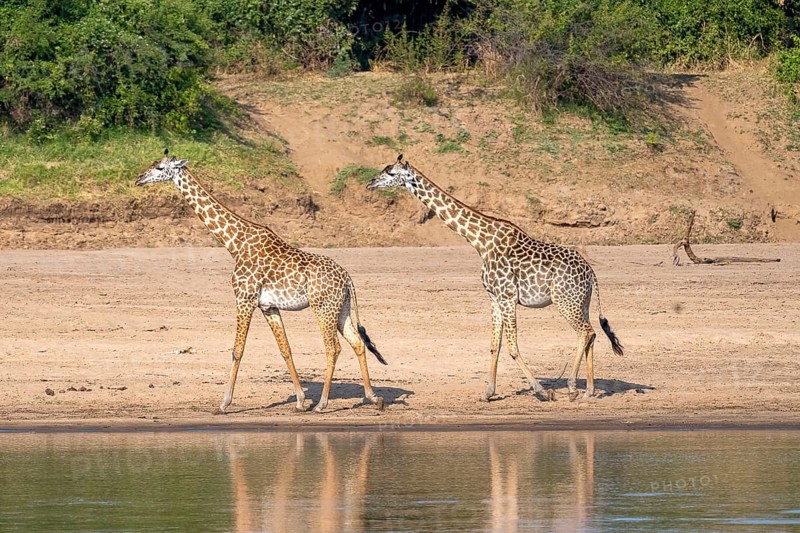 Rhodesian giraffe