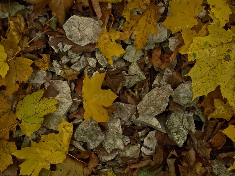 Autumn leaves with stones near the Urach waterfall