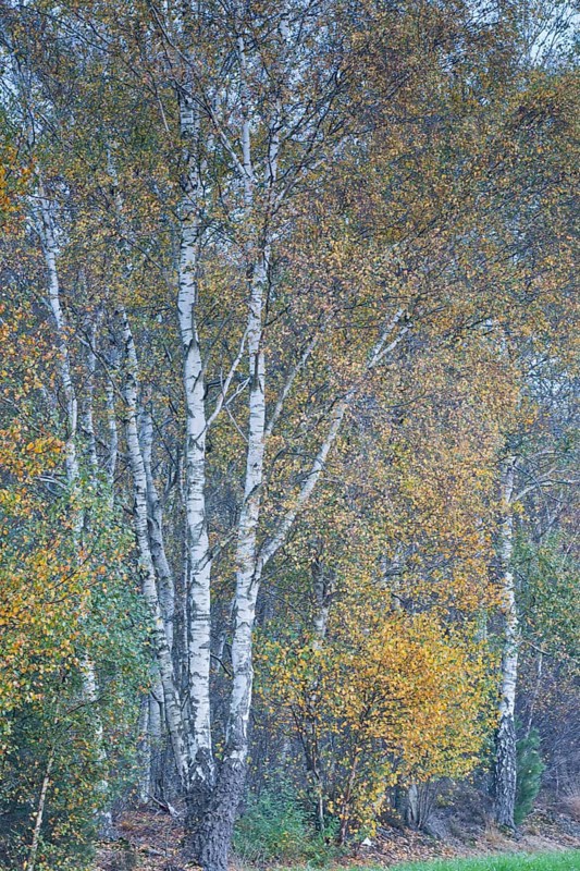 Warty birch
