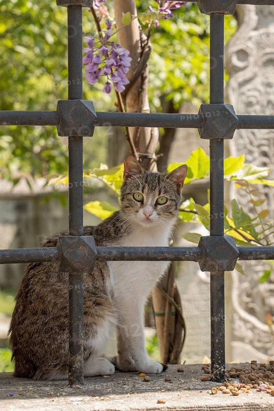 Stray cat seen in the street of the city