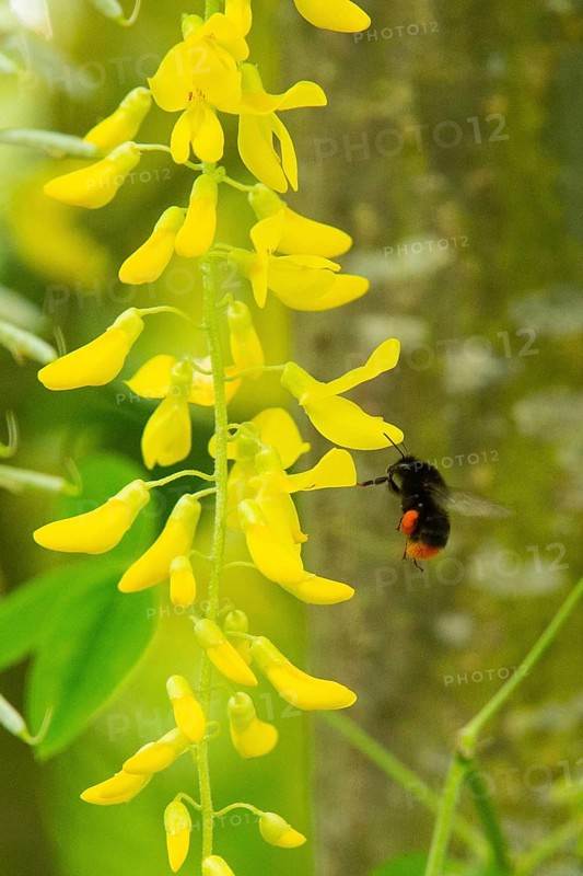 Stone bumblebee next to yellow flower panicle flying left sighted