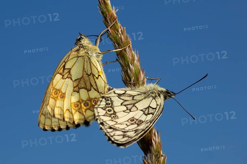Marbled white two moths mating hanging on stalks looking different against blue sky