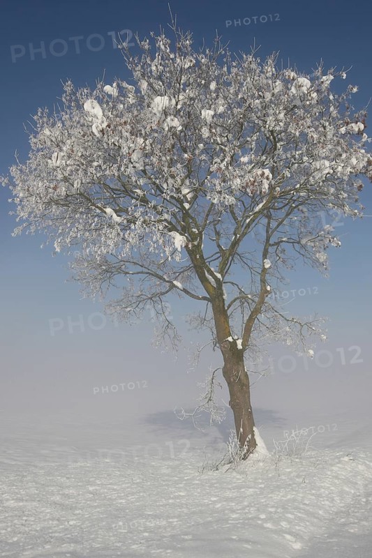 Field maple