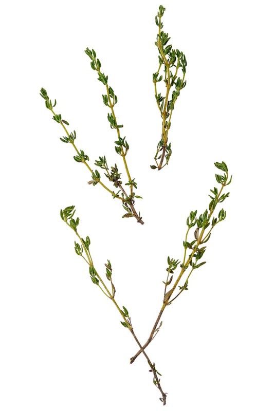 Twigs of thyme scattered on a white background