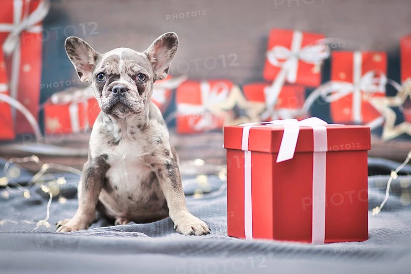 Merle colored French Bulldog dog puppy sitting next to red Christmas gift box with ribbon surrounded by seasonal decoration