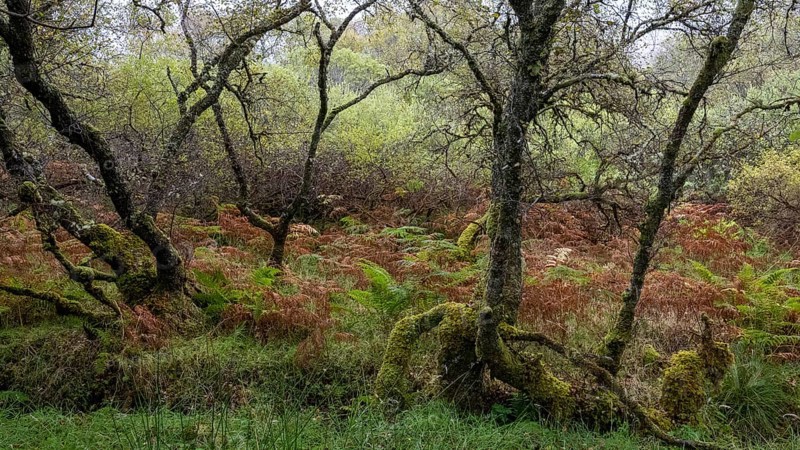 Forest with ferns in autumn