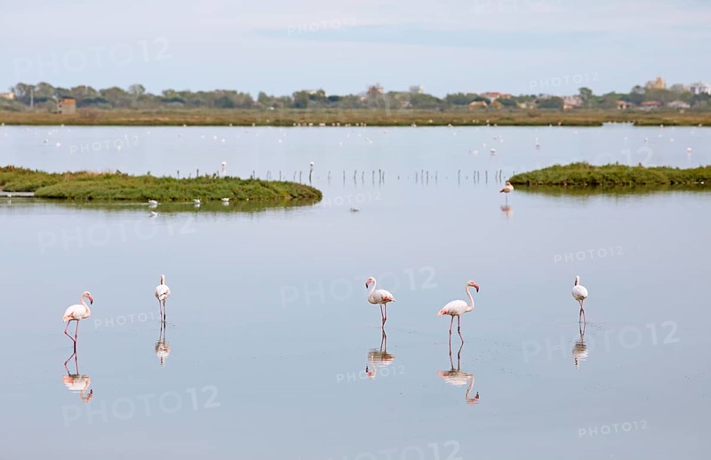 Flamingos