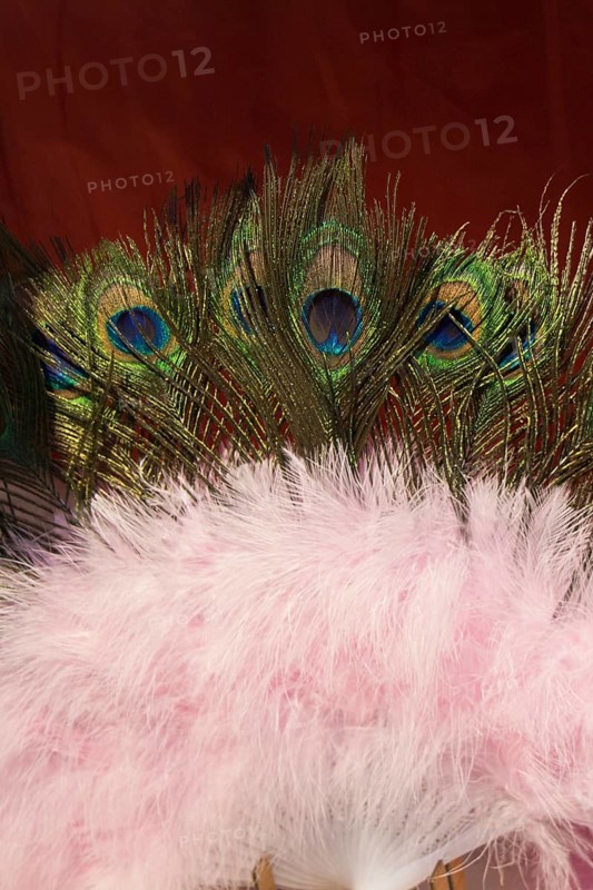 Beautiful bird feathers for decorative purposes