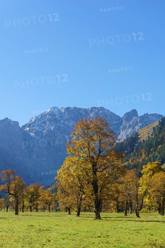 Autumn-coloured maples