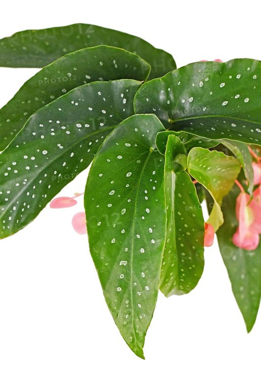Leaf of 'Begonia Tamaya' houseplant with white dots