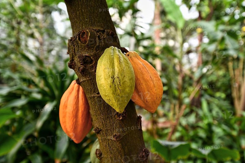 Theobroma Cacao cocoa plant tree with huge yellow and green cocoa beans used for production of chocolate