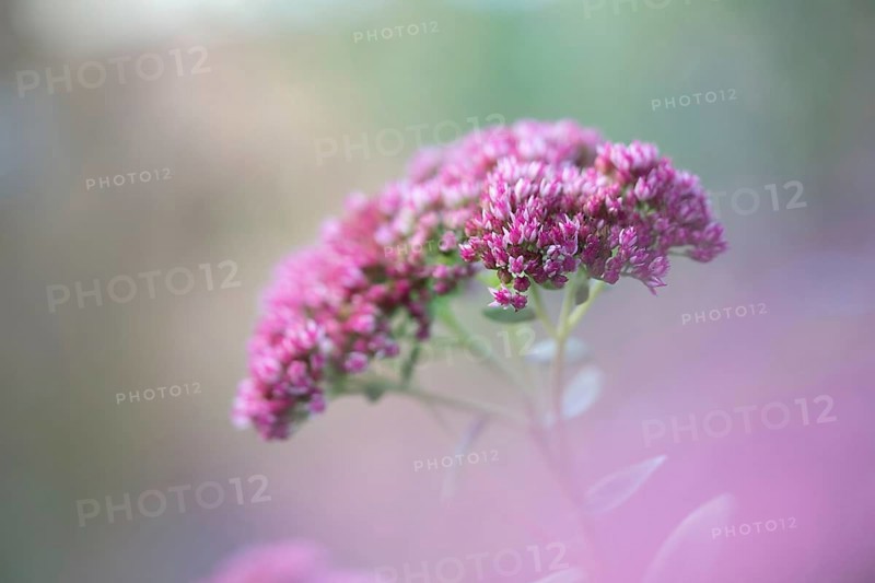 Showy stonecrop